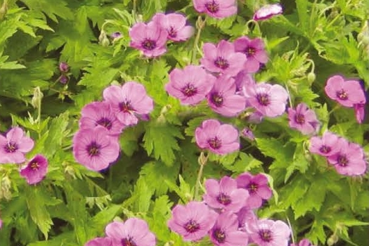 Geranium endressii