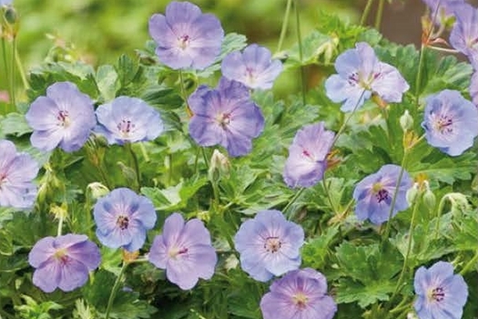 Geranium 'Azure Rush'