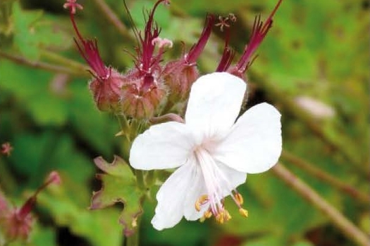 Geranium cantabrigiense 'St Ola'