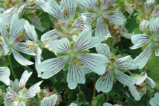 Geranium renardii