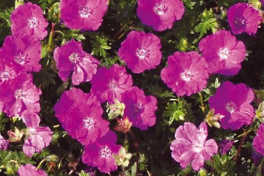 Geranium sanguineum 'Max Frei'