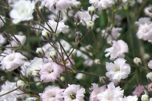 Gypsophila paniculata 'Bristol Fairy'