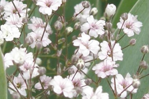 Gypsophila 'Rosenschleier'