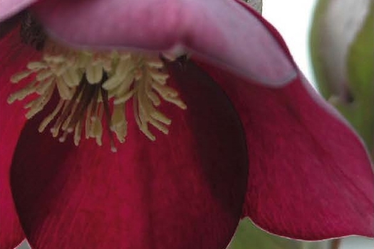 Helleborus orientalis