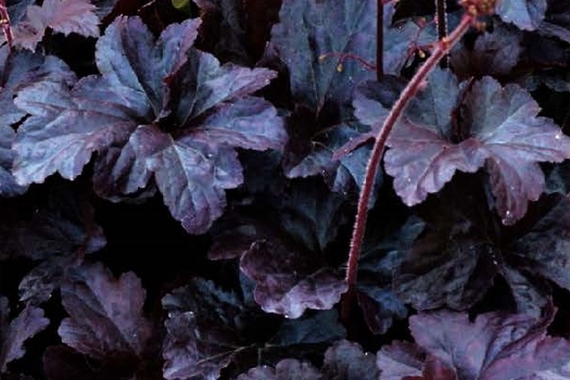 Heuchera 'Obsidian'