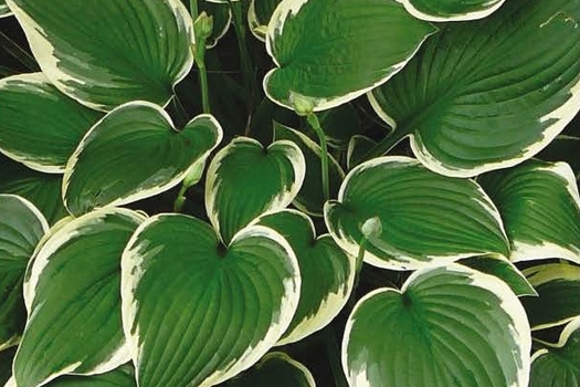 Hosta 'Francee'