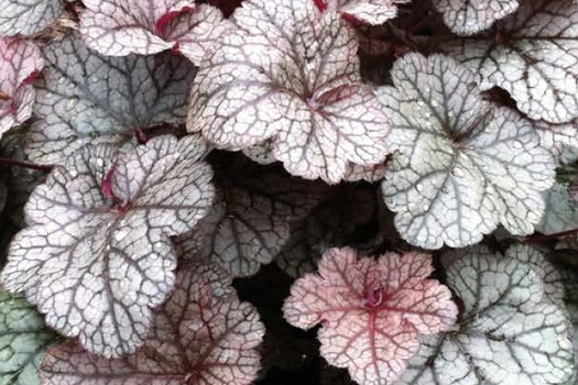 Heuchera 'Silver Scrolls'