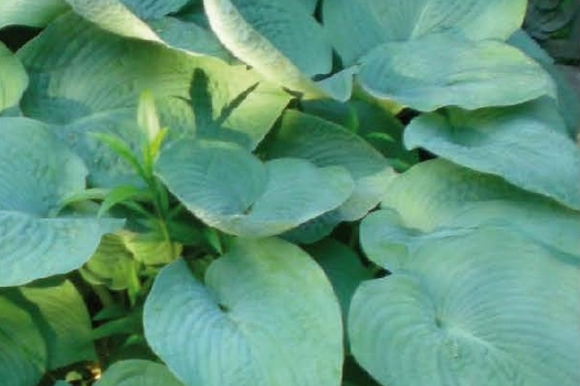 Hosta 'Elegans'