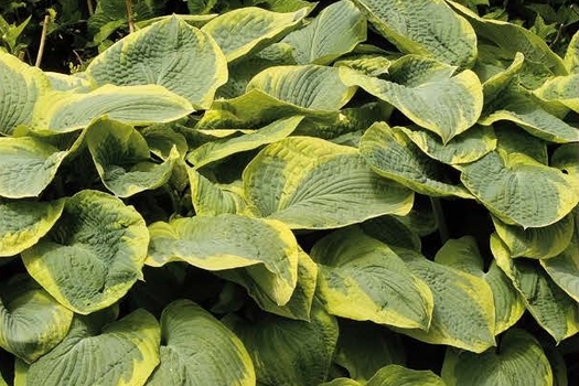 Hosta 'Frances Williams'