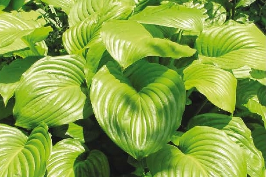 Hosta 'Sum and Substance'