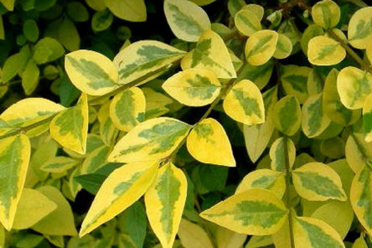 Ligustrum ovalifolium 'Aureum'