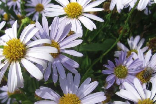 Kalimeris incisa 'Blue Star'