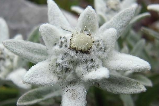 Leontopodium alpinum