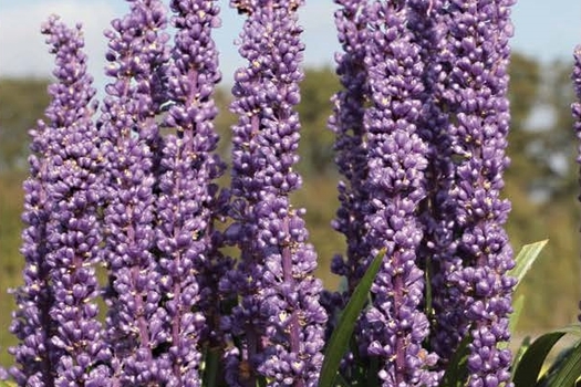 Liriope muscari 'Moneymaker'