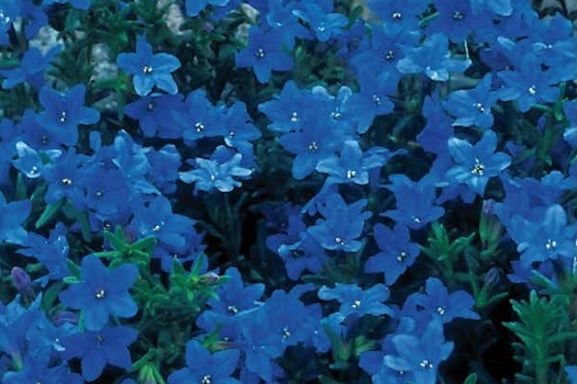 Lithodora diffusa 'Heavenly Blue'