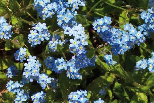 Myosotis alpestris 'Indigo Compact'