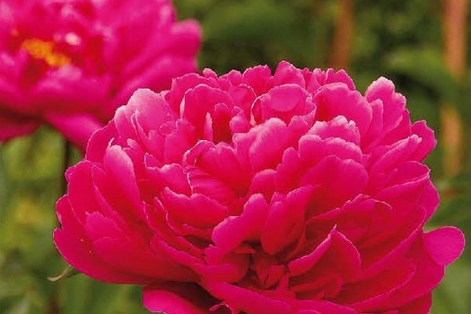 Paeonia 'Karl Rosenfield'