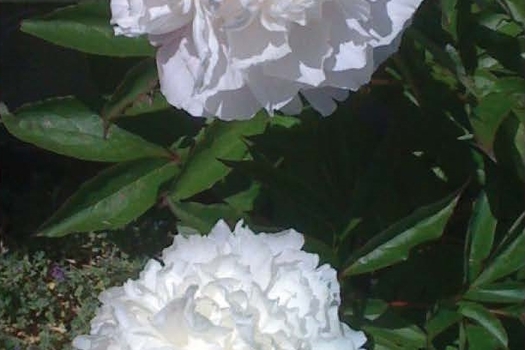 Paeonia 'Shirley Temple'