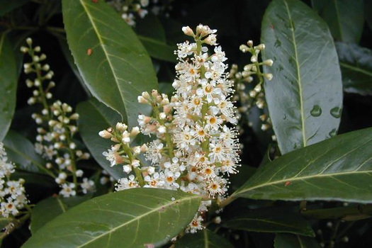 Prunus laurocerasus 'Caucasica'