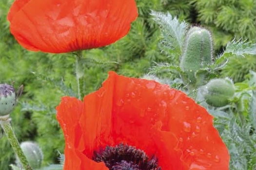 Papaver orientale 'Brilliant'