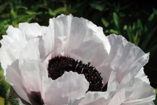 Papaver orientale 'Perry's White'