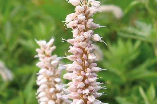 Persicaria bistorta 'Superba'