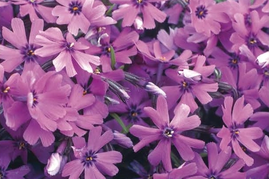 Phlox 'Purple Beauty'