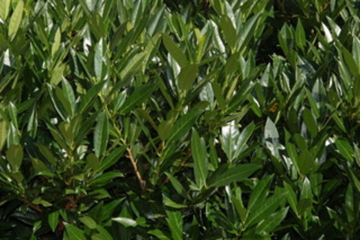 Prunus laurocerasus 'Otto Luyken'
