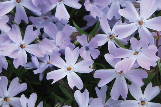 Phlox 'Emerald Cushion Blue'