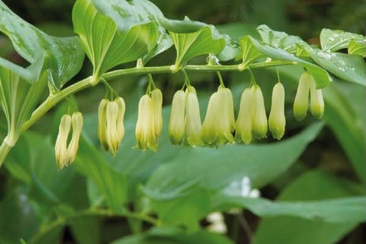 Polygonatum multiflorum