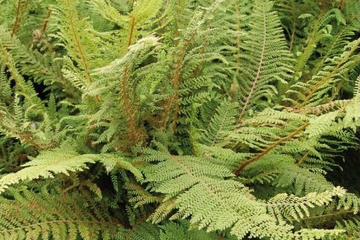 Polystichum setiferum 'Herrenhausen'