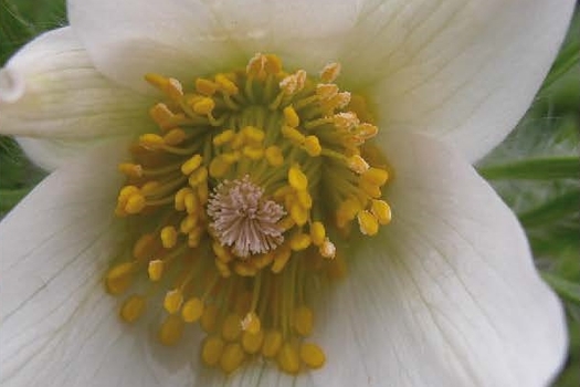 Pulsatilla vulgaris 'Alba'