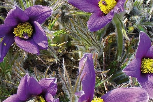 Pulsatilla vulgaris