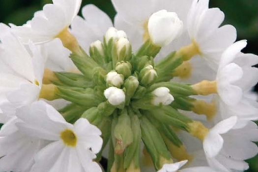 Primula denticulata 'Alba'