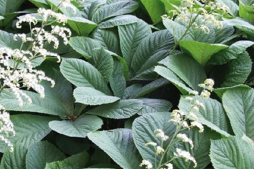 Rodgersia aesculifolia