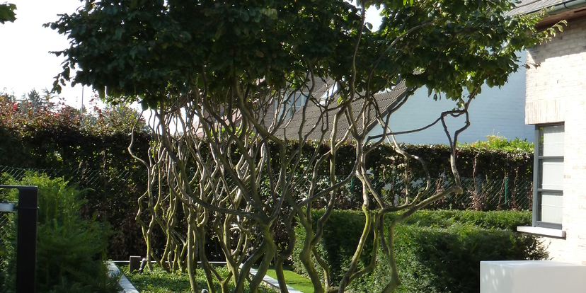 Een meerstammige boom, een kunstwerk in jouw tuin.