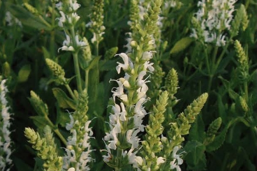 Salvia nemorosa 'Schneehügel'