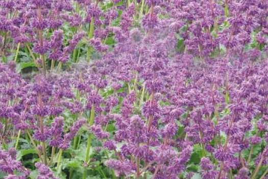 Salvia verticillata 'Purple Rain'