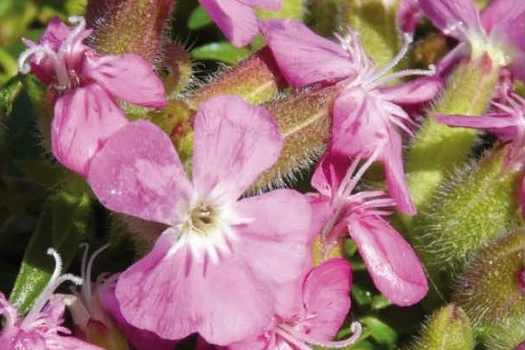 Saponaria 'Bressingham'