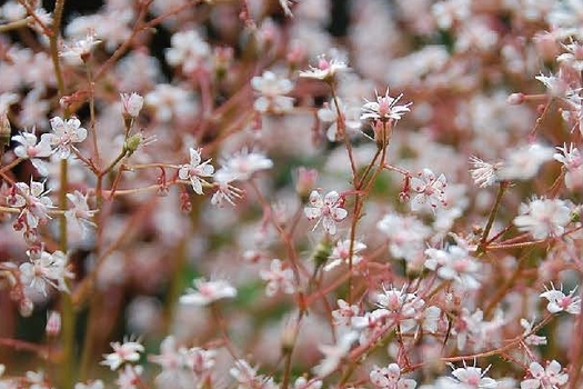 Saxifraga urbium