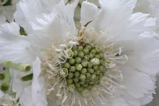 Scabiosa caucasica 'Perfecta Alba'