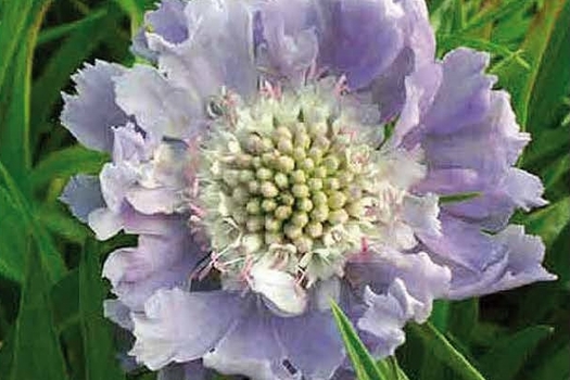 Scabiosa caucasica 'Perfecta'