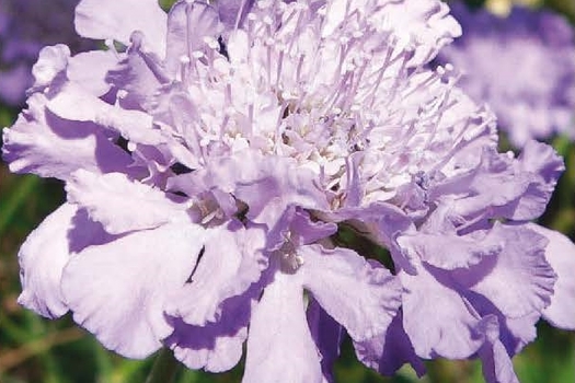 Scabiosa columbaria 'Butterfly Blue'