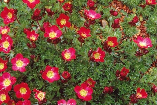 Saxifraga 'Peter Pan'