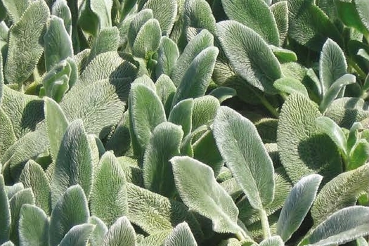 Stachys byzantina 'Silver Carpet'