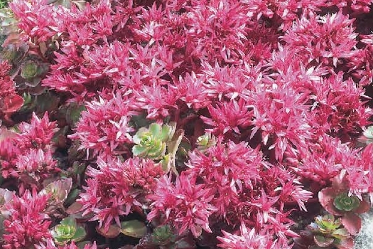 Sedum spurium 'Fuldaglut'