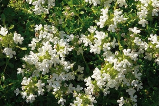 Thymus praecox 'Albiflorus'