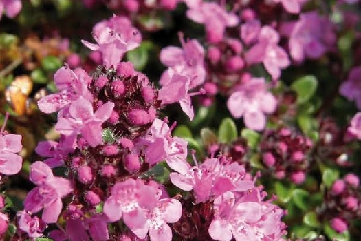 Thymus praecox 'Coccineus'