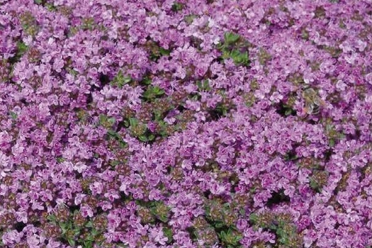 Thymus praecox 'Minor'