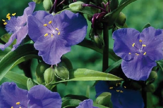 Tradescantia 'Zwanenburg Blue'